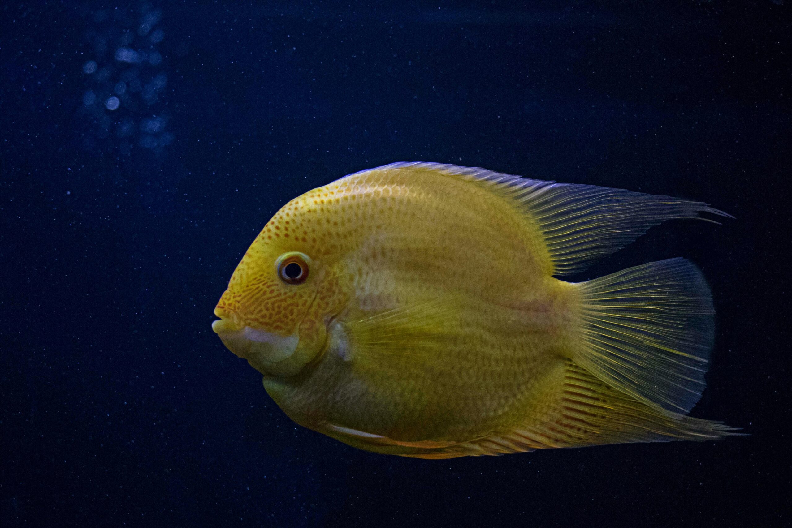 A vivid yellow fish captured swimming gracefully in a deep blue aquatic environment.